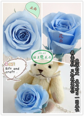 全球暢銷(xiāo)，廠(chǎng)家直銷(xiāo)——昆明鄭繼蘭花卉優(yōu)質(zhì)保鮮花花材批發(fā)與零售