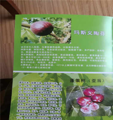 五年巴勞奈無花果苗 基地直供，今年頭條禮品花卉銷售新趨勢